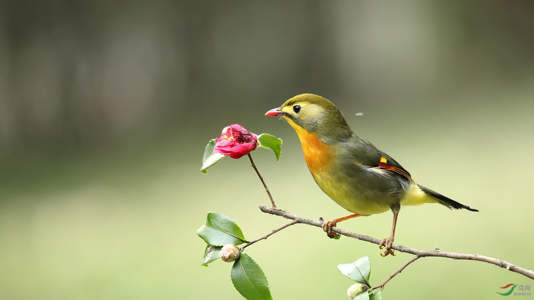 花鸟图 - 四川版 sichuan 鸟网