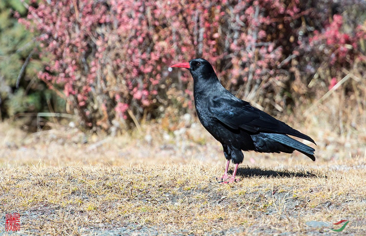 紅嘴山鴉