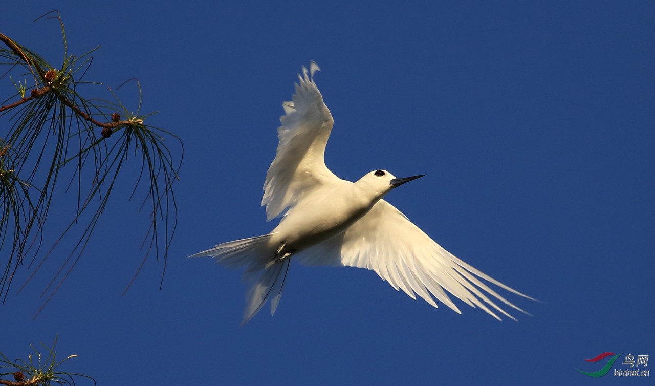 塞班岛上的白玄鸥(飞版)
