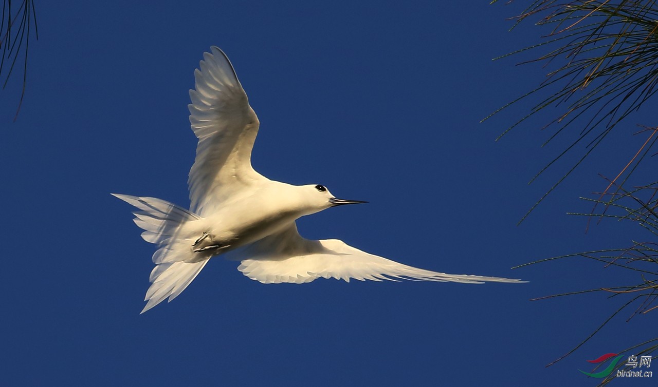 塞班岛上的白玄鸥(飞版) - 上海版 shanghai 鸟网