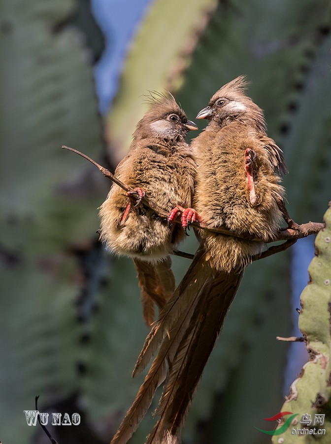班鼠鸟 - 广东版 guangdong 鸟网