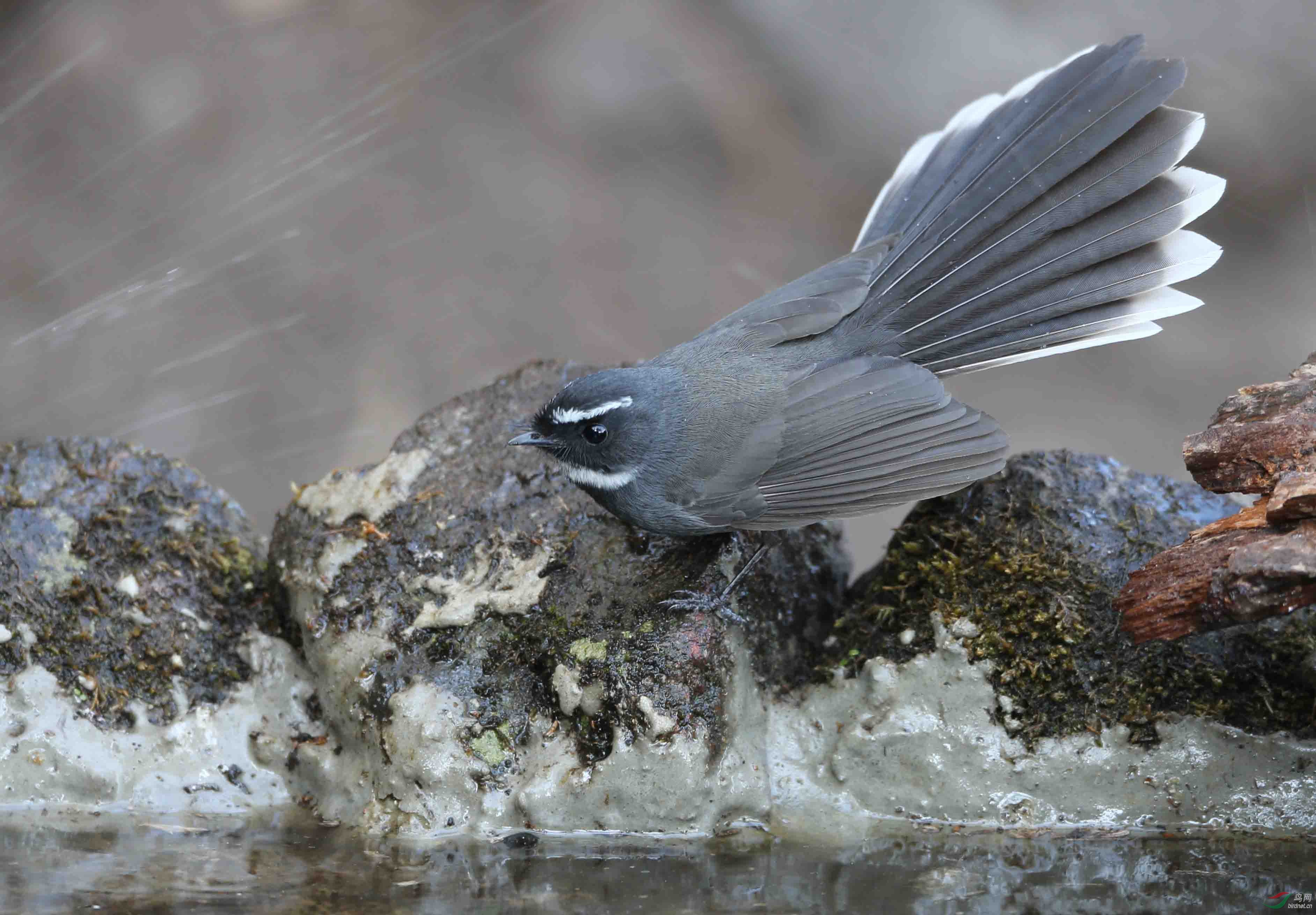 百花岭的白喉扇尾鹟