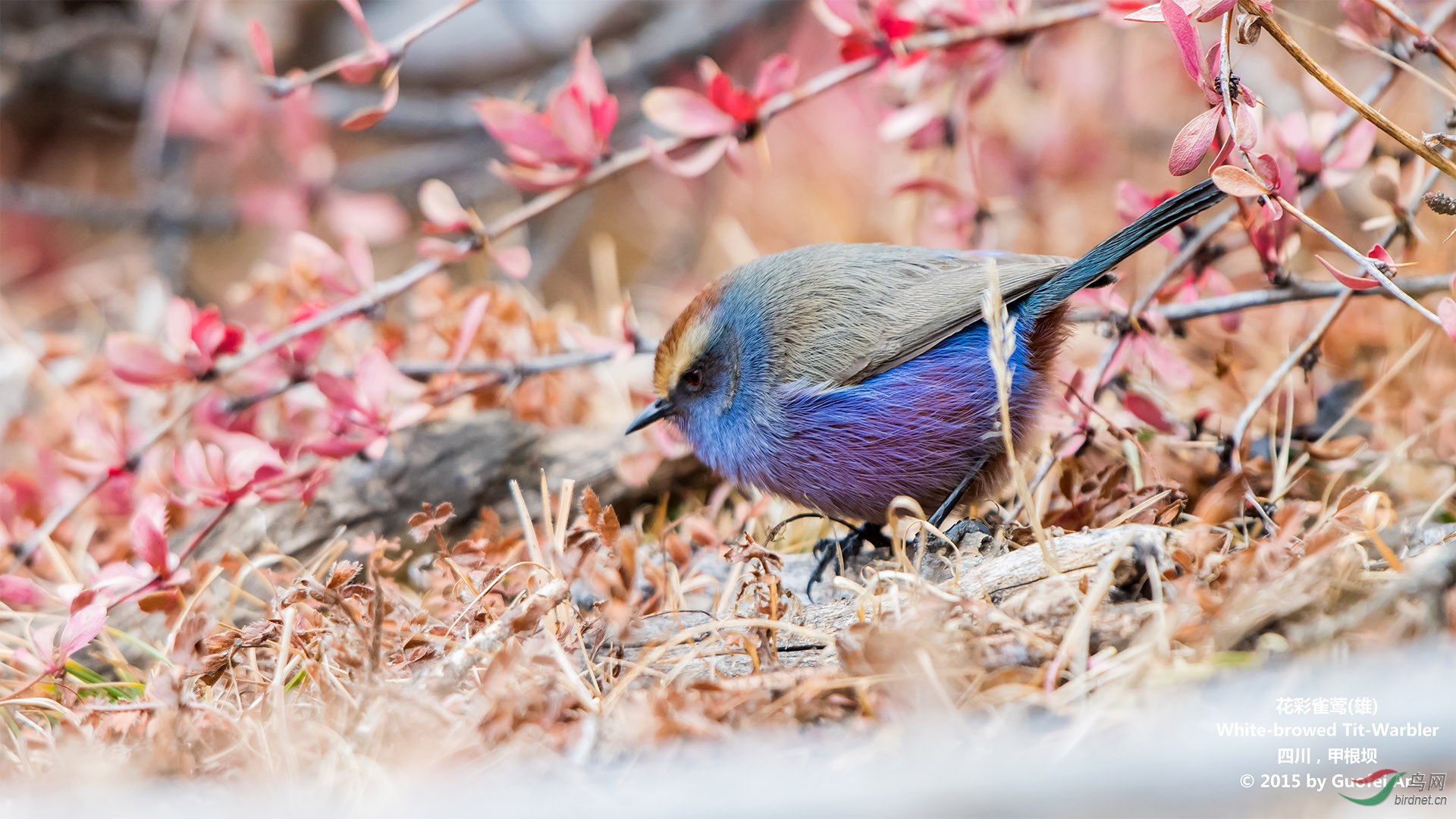 花彩雀莺甲根坝的小鸟图2荣获首页精华