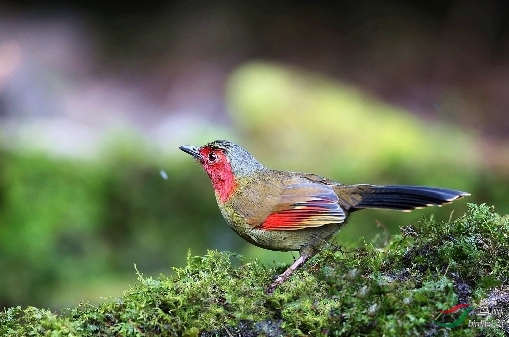 脸蛋儿红红的鸟儿
