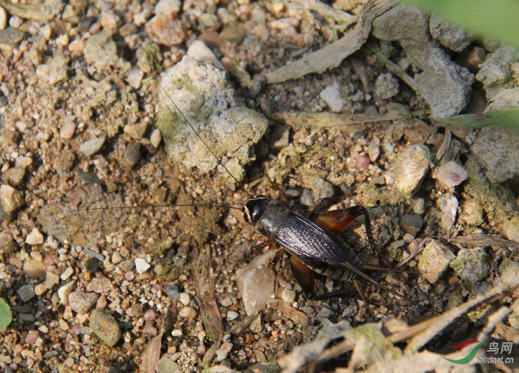 田野地头的蟋蟀筑巢图片