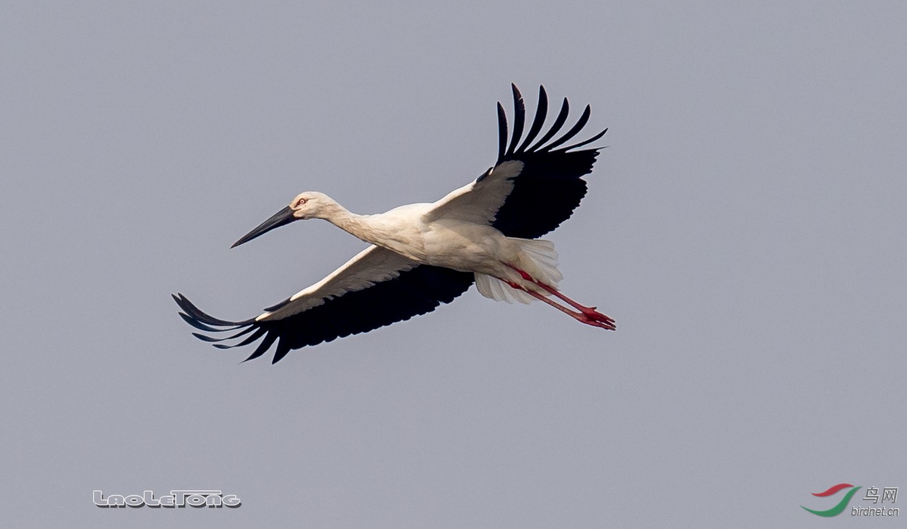 东方白鹳(4).jpg