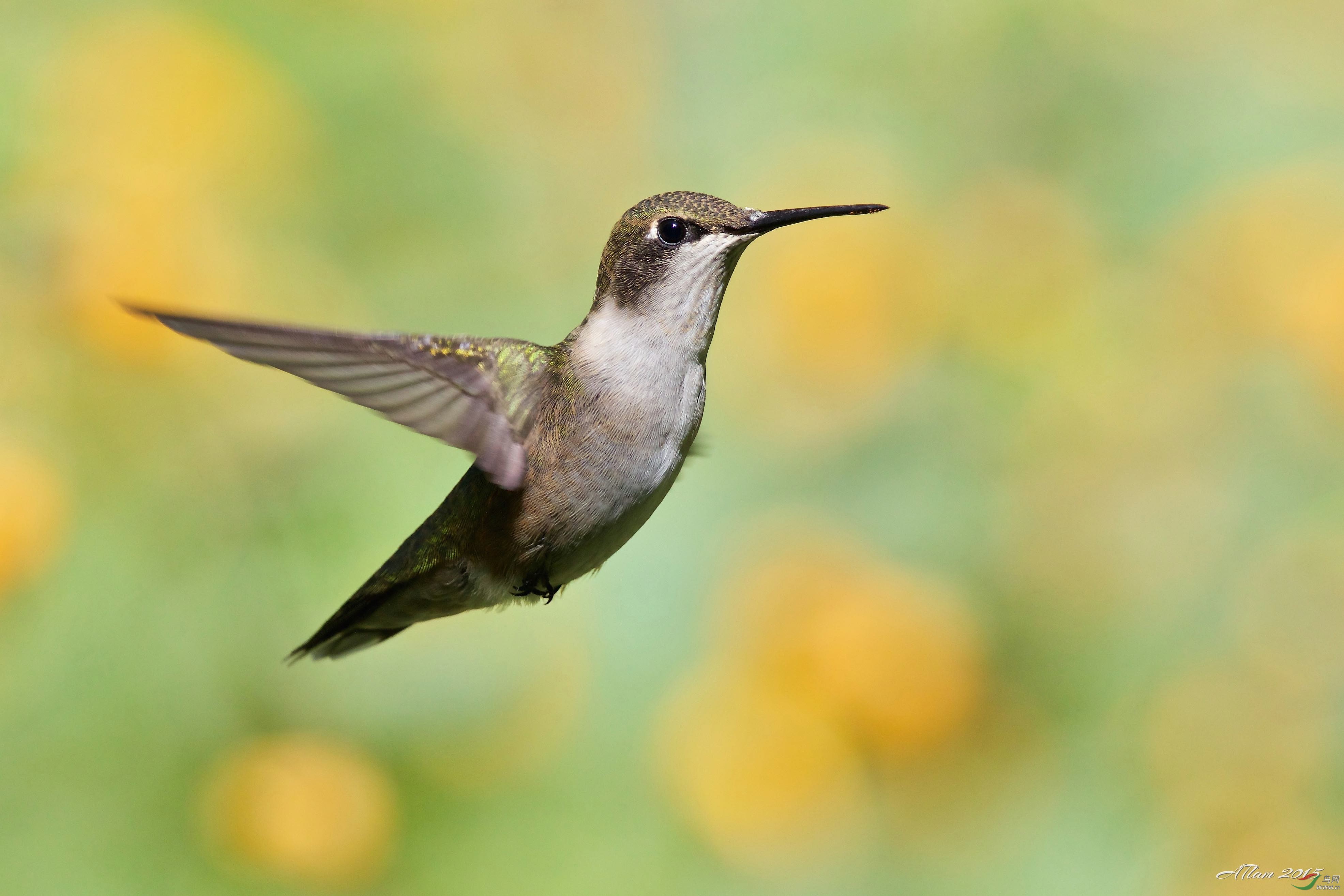 ruby throated hummingbird (红喉蜂鸟)