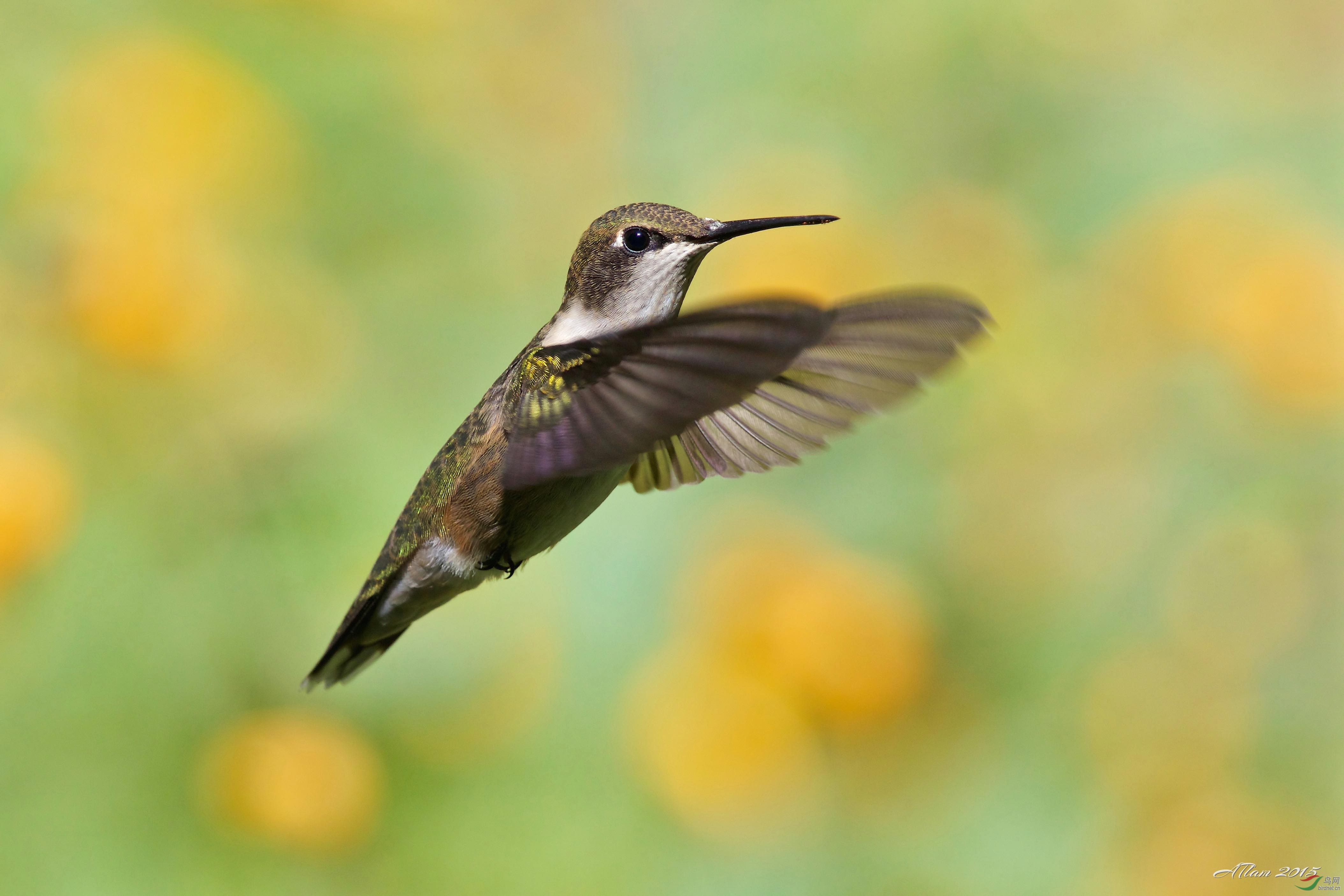 hummingbird是什么鸟图片