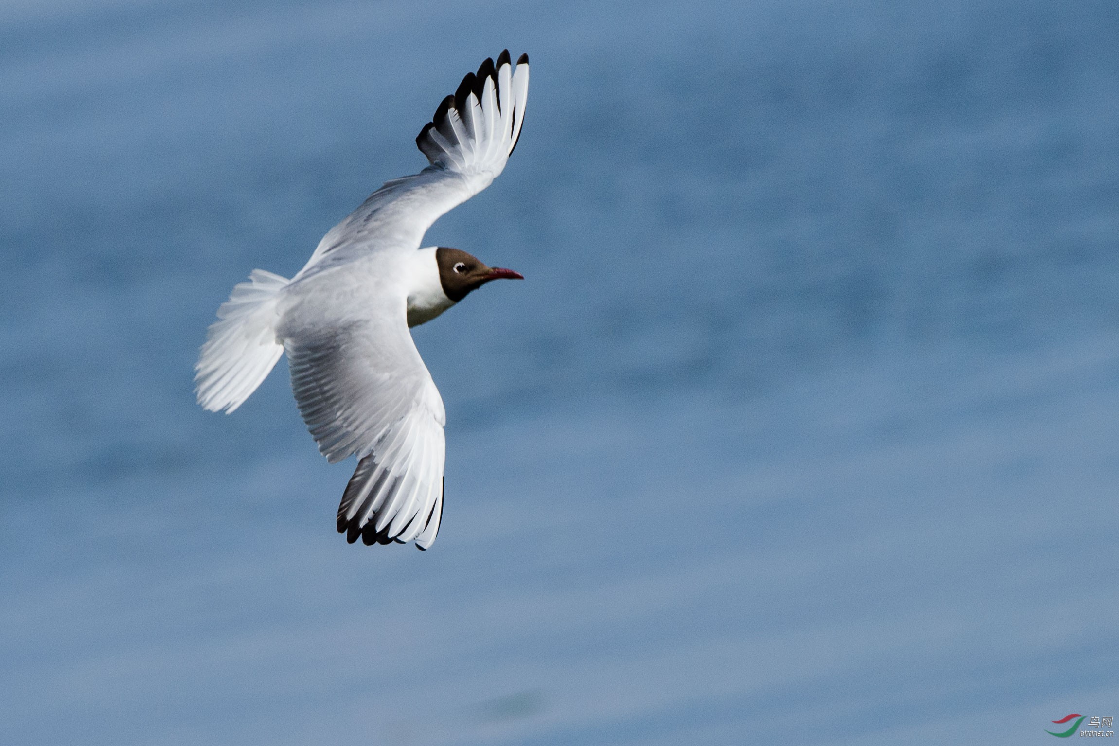 黑头海鸥