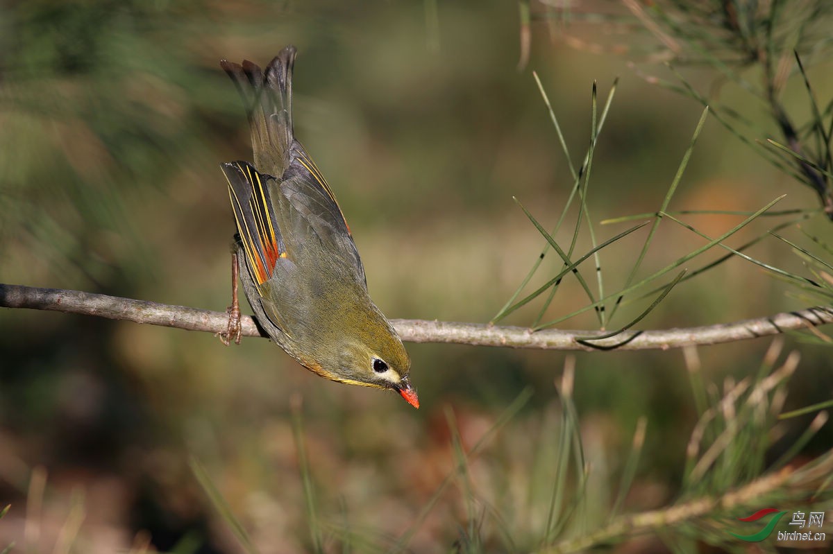 相思雀海淀板井