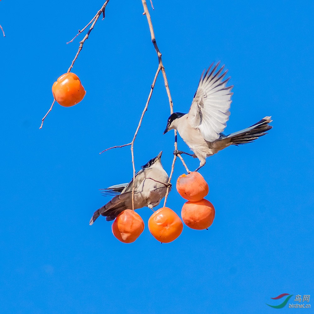 喜鹊柿子