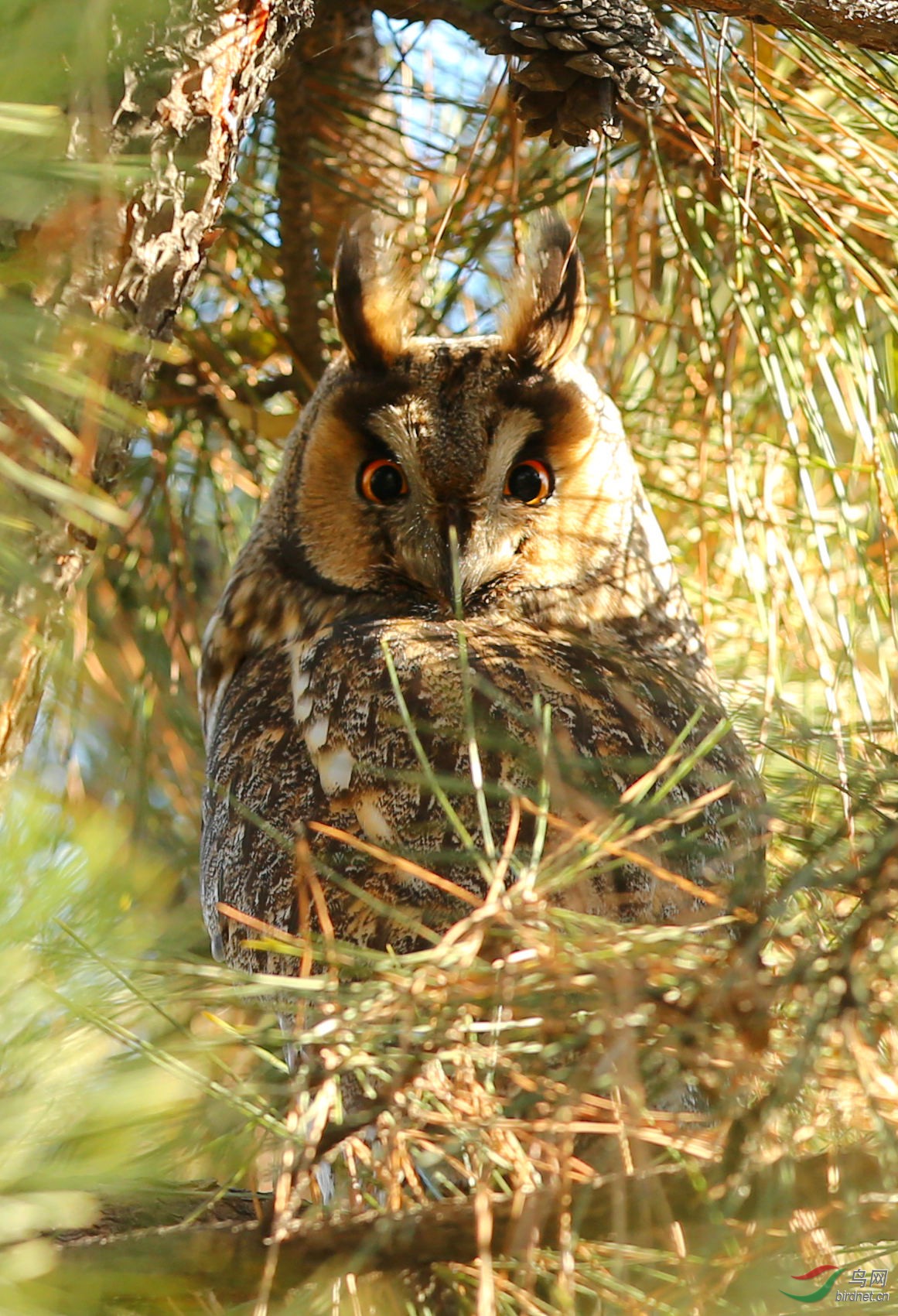 逆光慵懒的大猫猫
