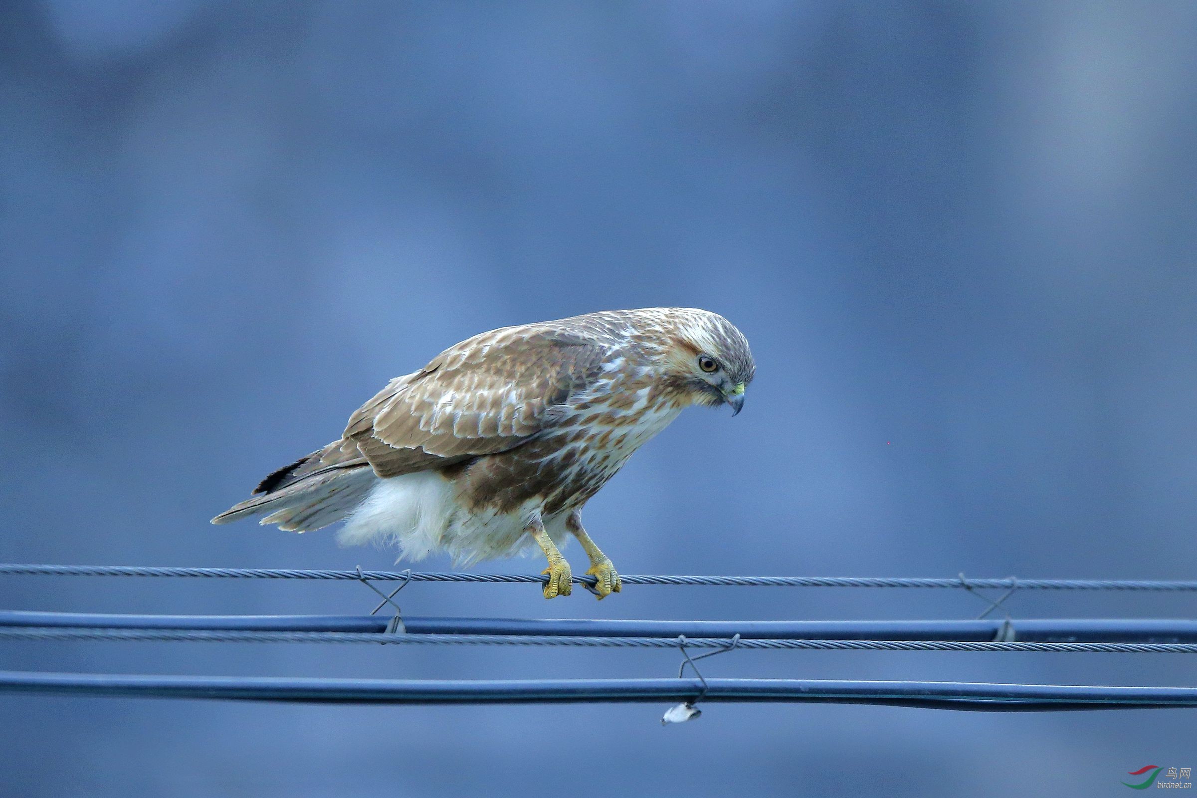 电线上的大鵟