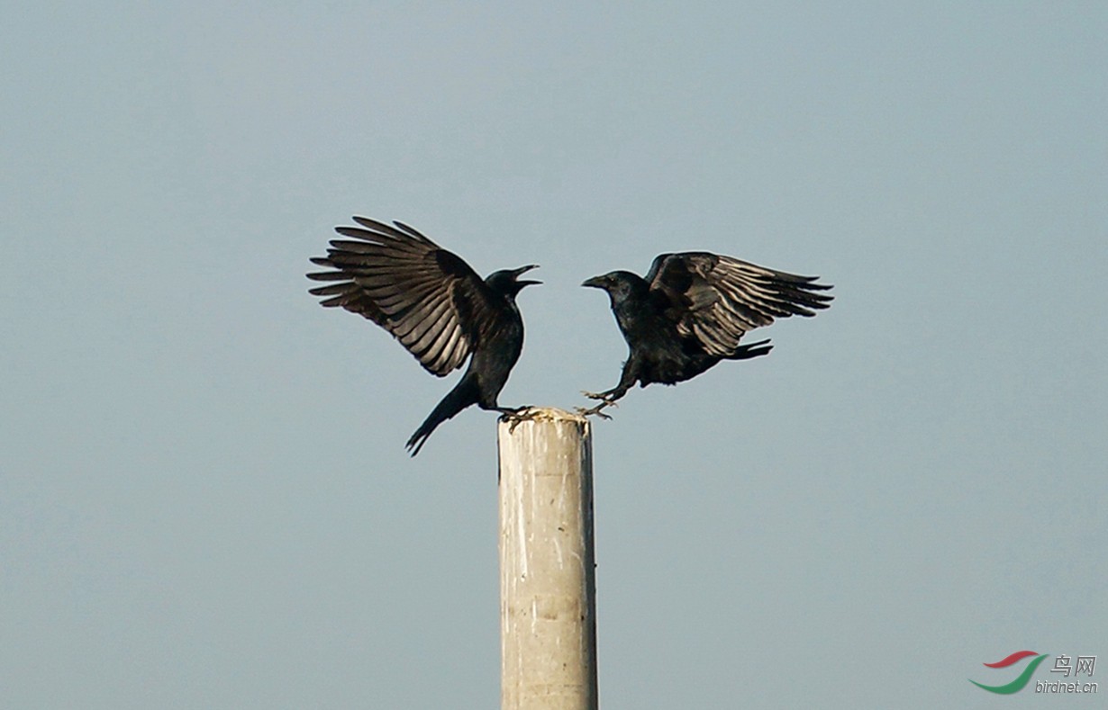 蓝天幕布皮影戏:两只乌鸦的故事