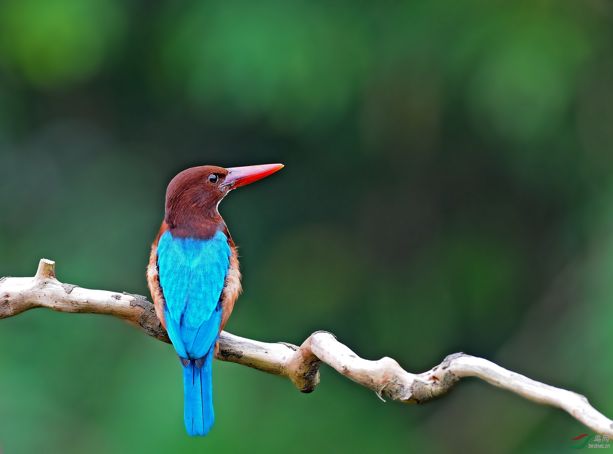 回首何时是春天——白胸翡翠