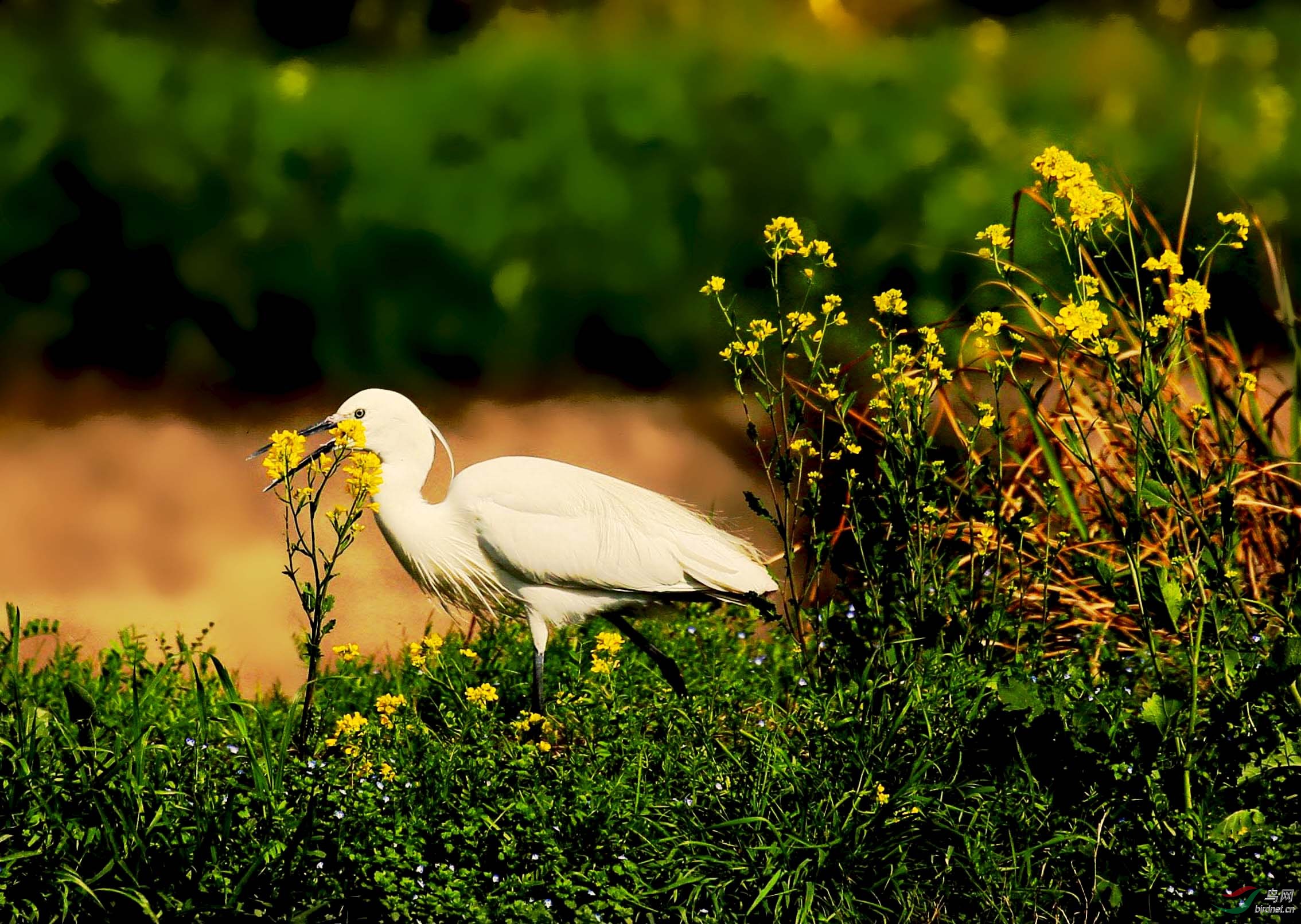 菜花与白鹭