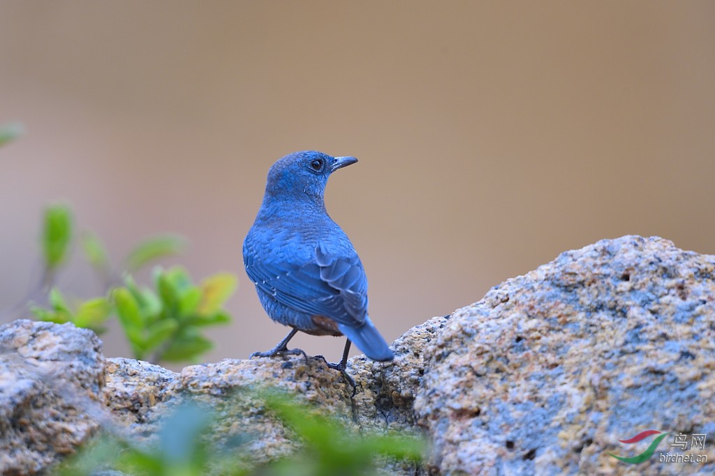 正在收拾冰冷的器材,突然一只普蓝色的小鸟落在近处,定神一看,原来是
