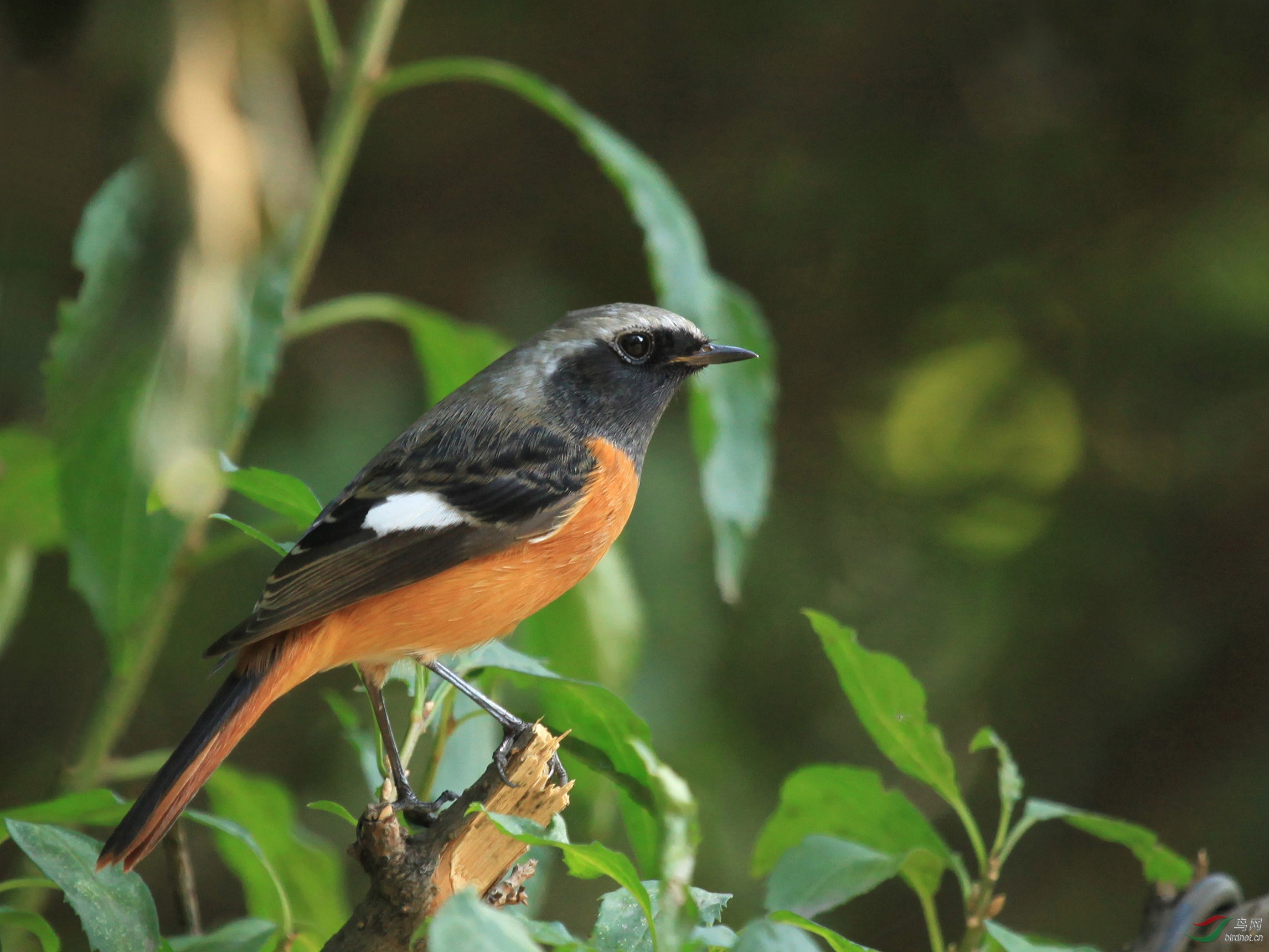 林鸟北红尾鸲雄北京动物园