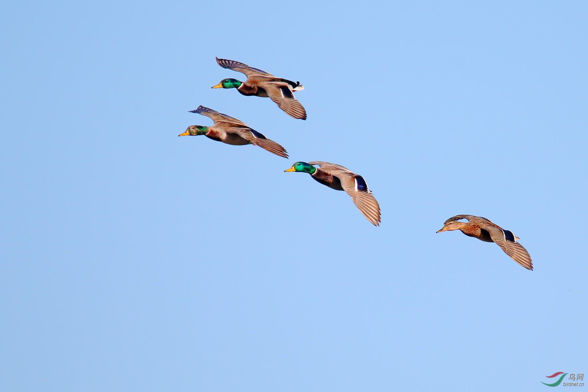 花脸绿头鸭带领的编队飞行(点击看大图)