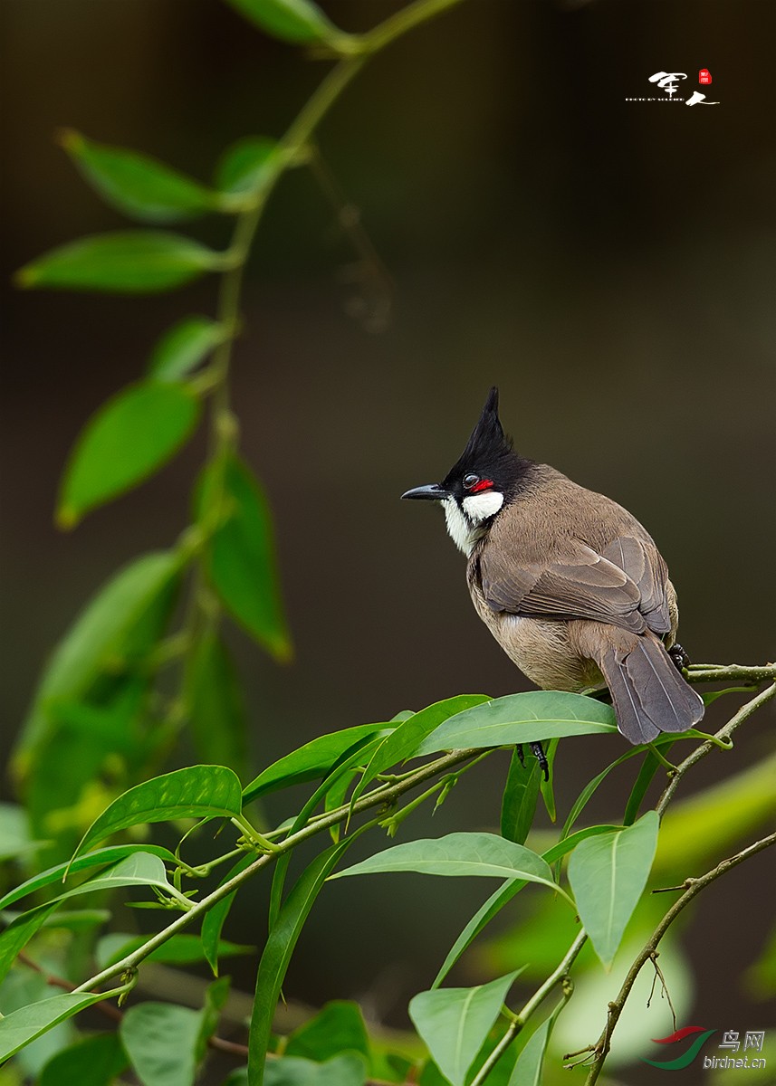 红耳鹎 南宁市鸟