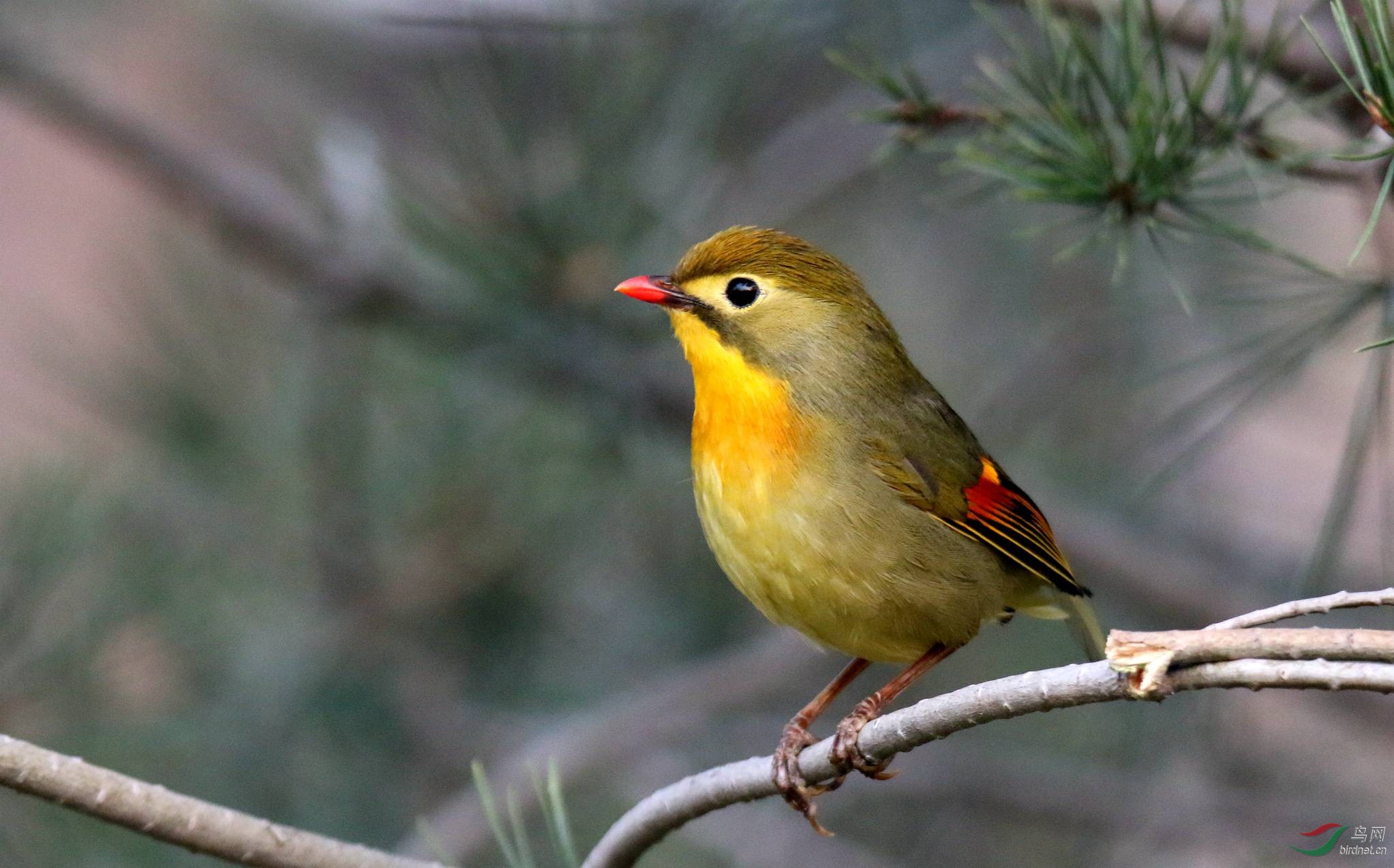 红嘴相思雀10片
