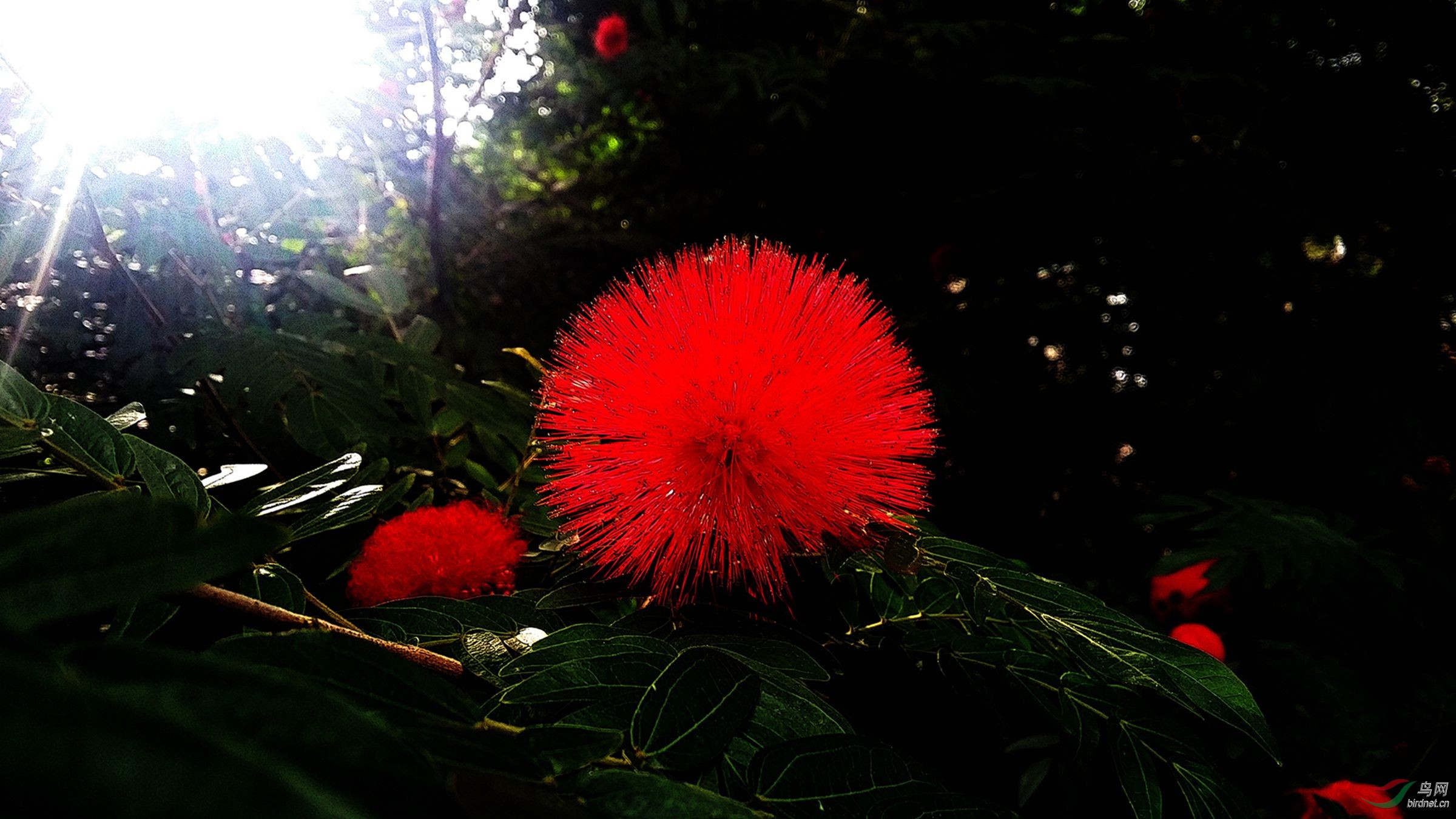 红绒花