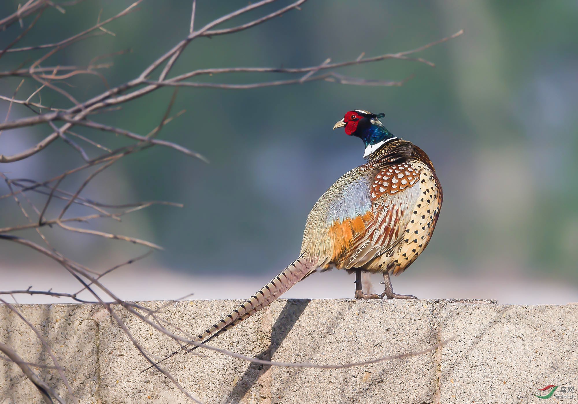 《墙上回首》-------环颈雉鸡