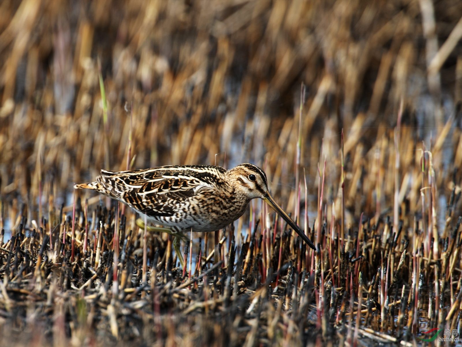 大沙锥的保护色