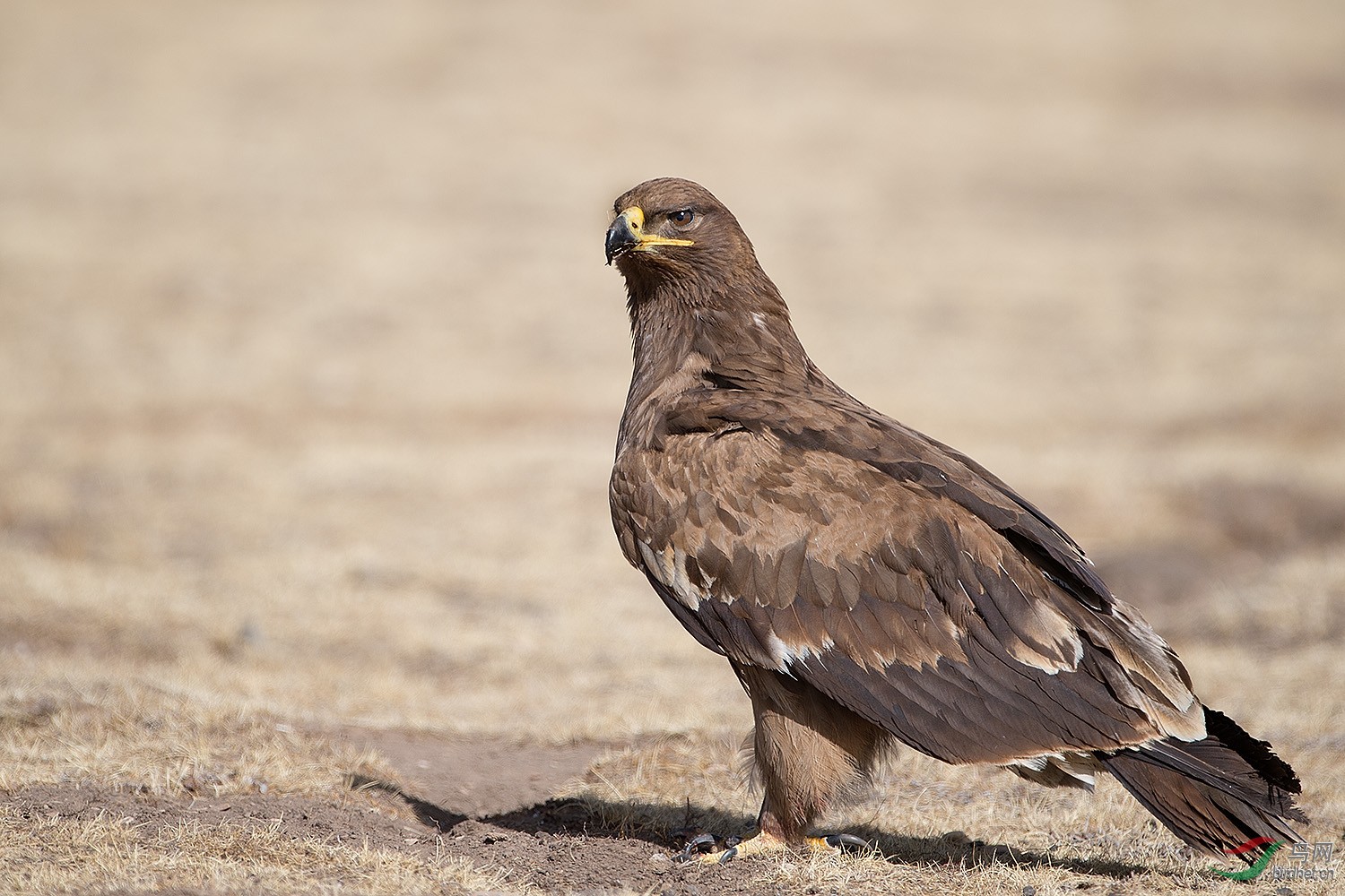 草原雕还是乌雕