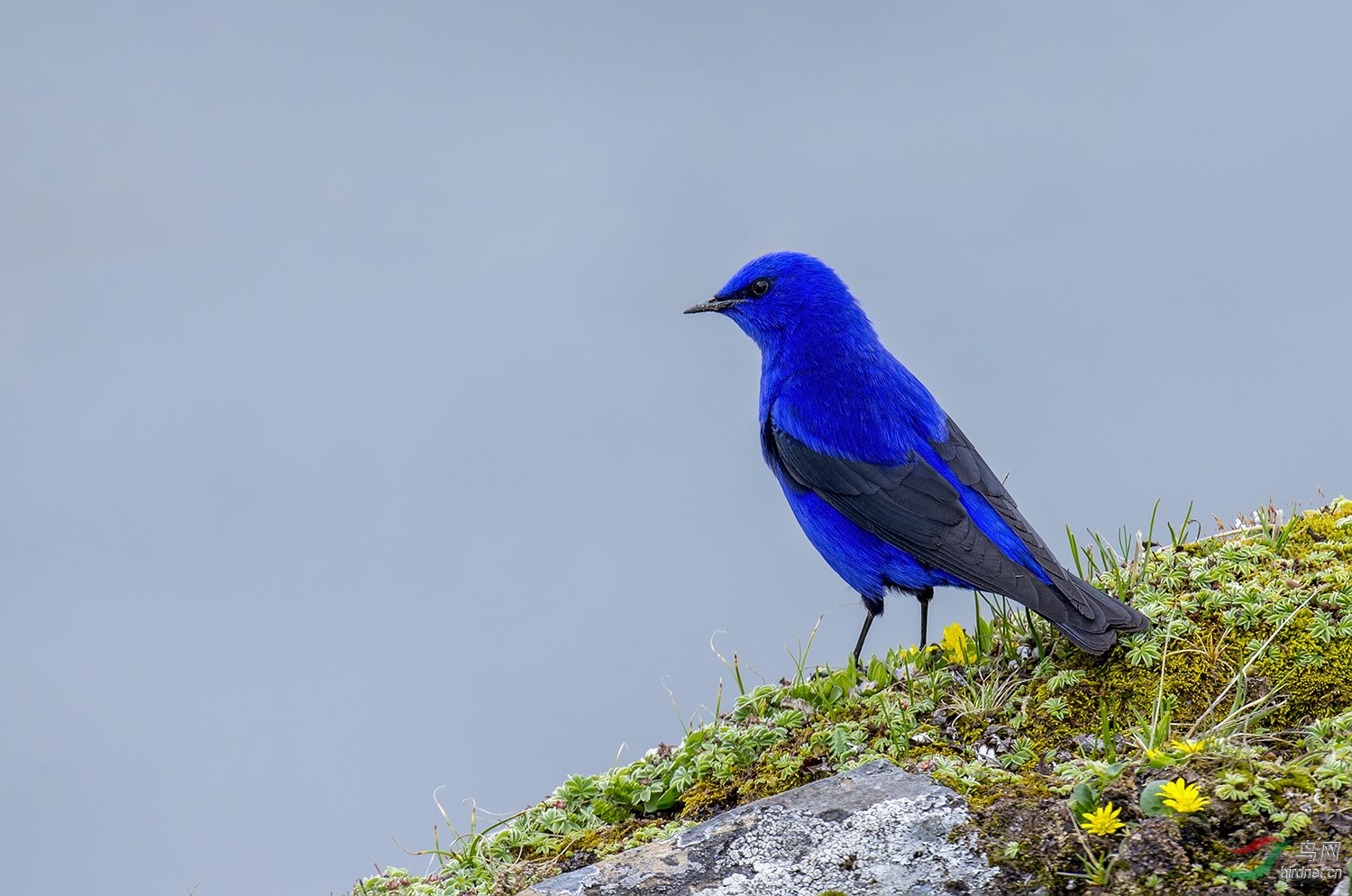 农村常见的蓝色的鸟图片