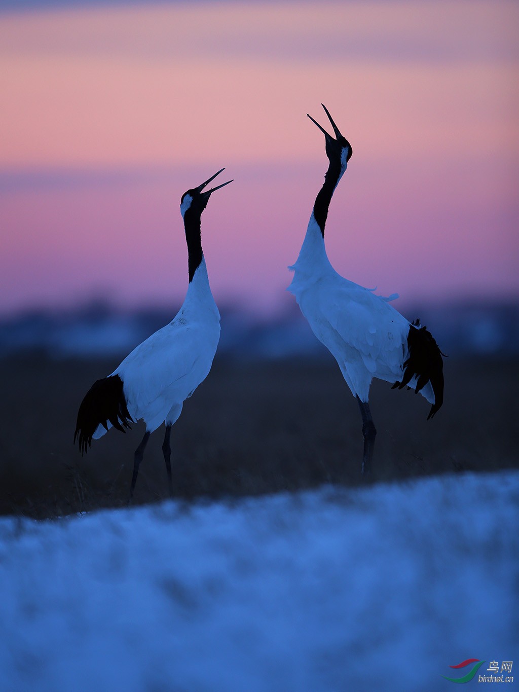 霞光下的丹顶鹤