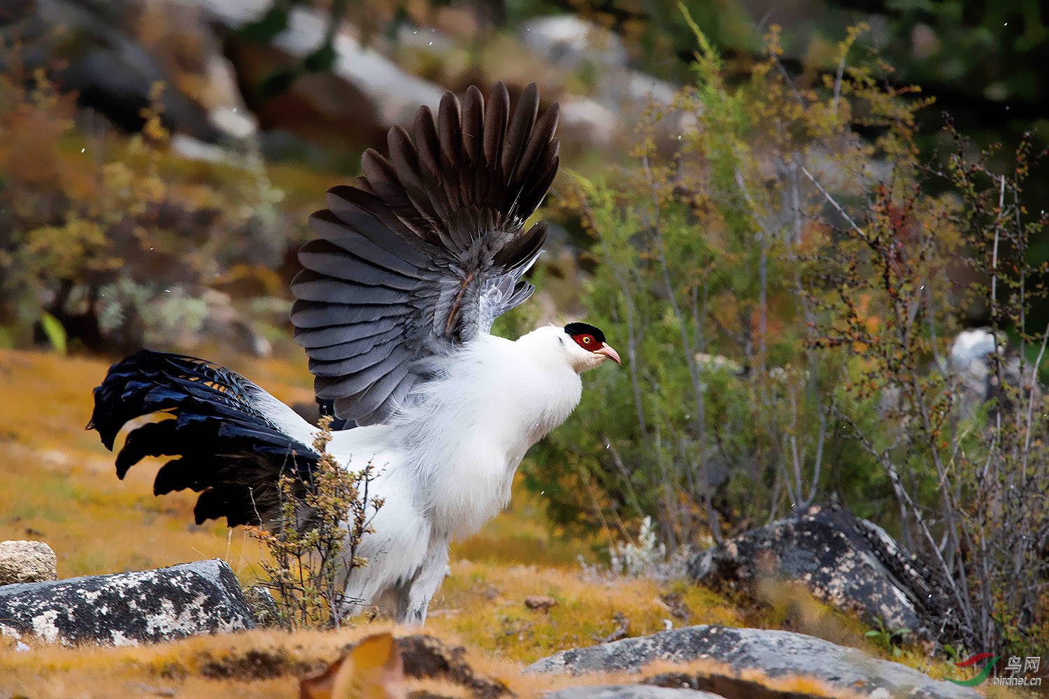 雄鸟一唱天下白