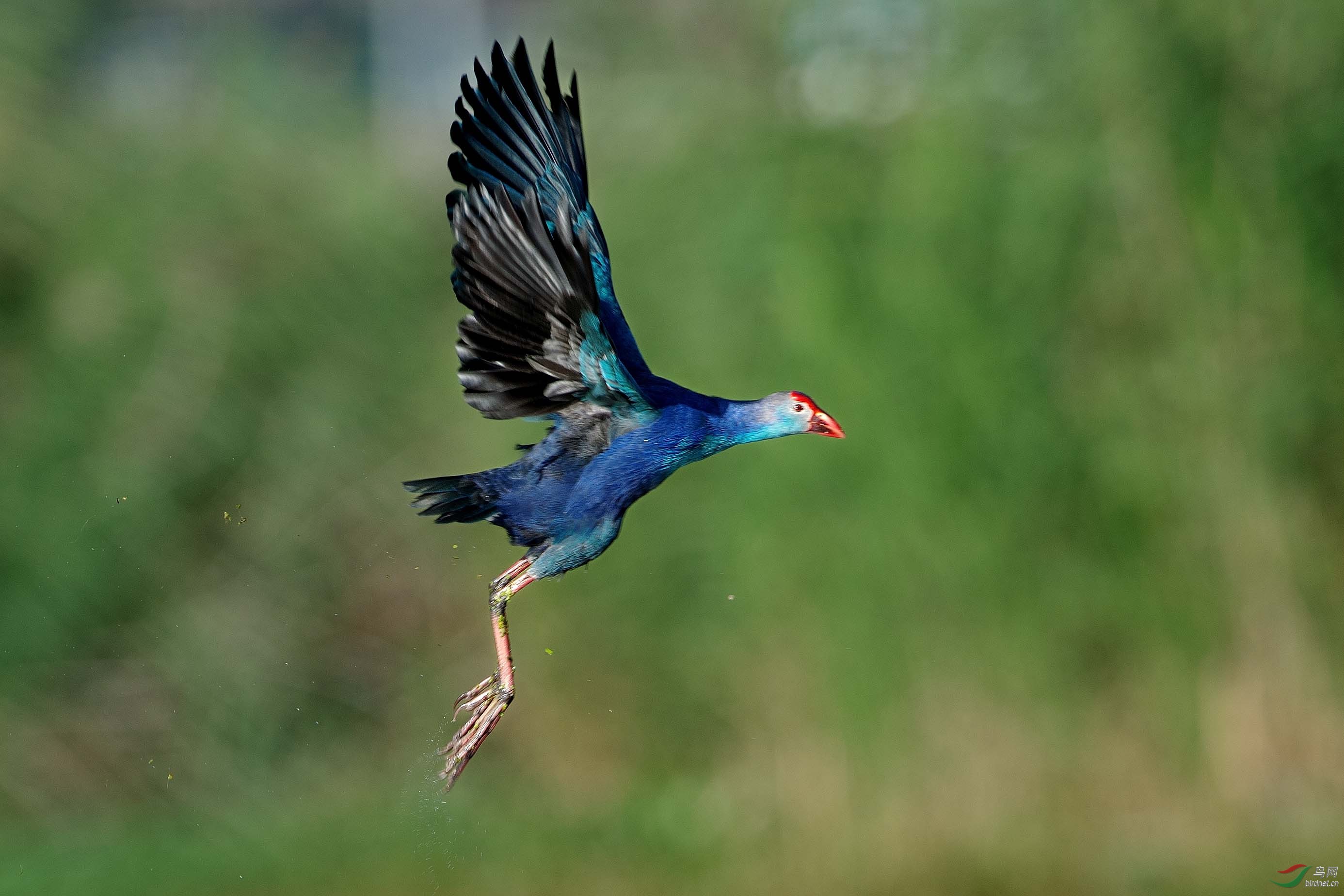 紫水鸡问候川版