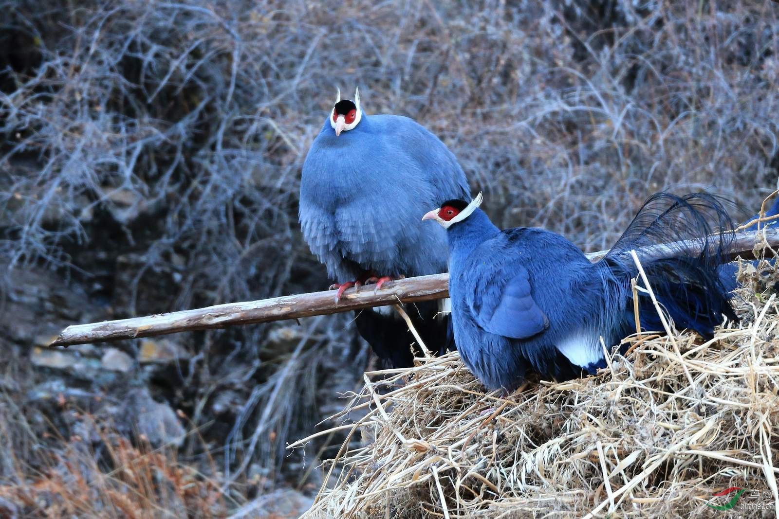 蓝马鸡祝重庆的老师们好