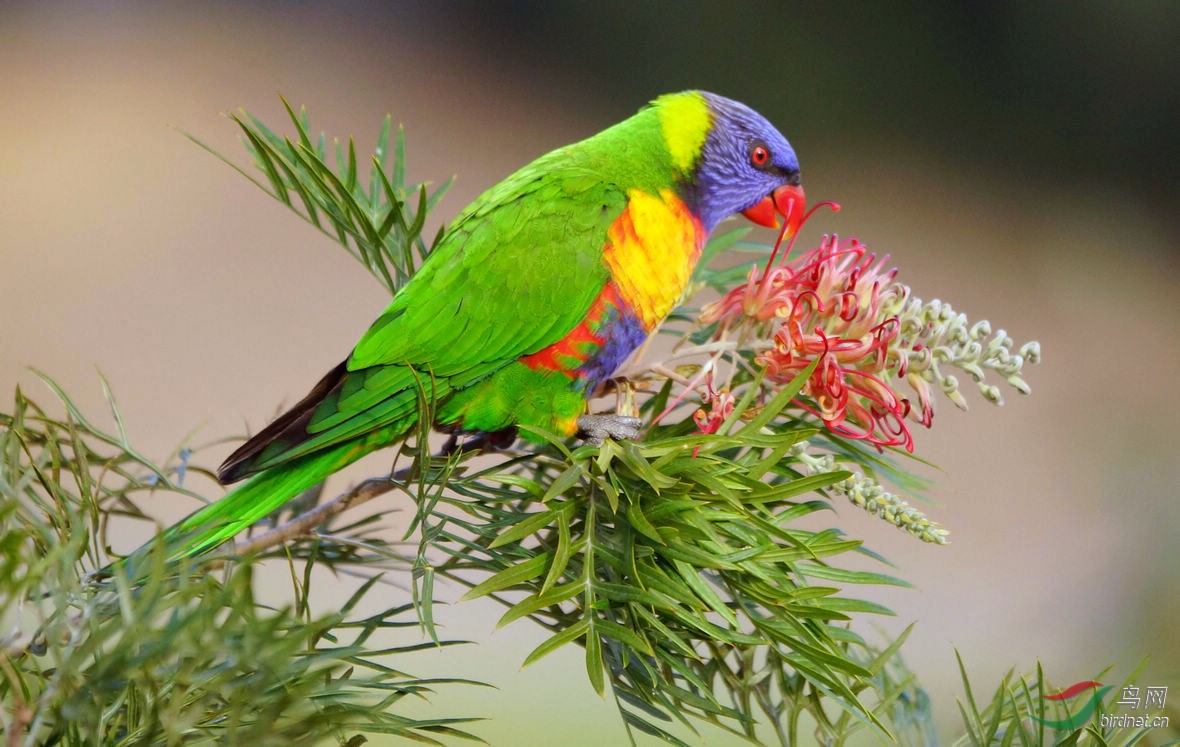 彩虹鹦鹉