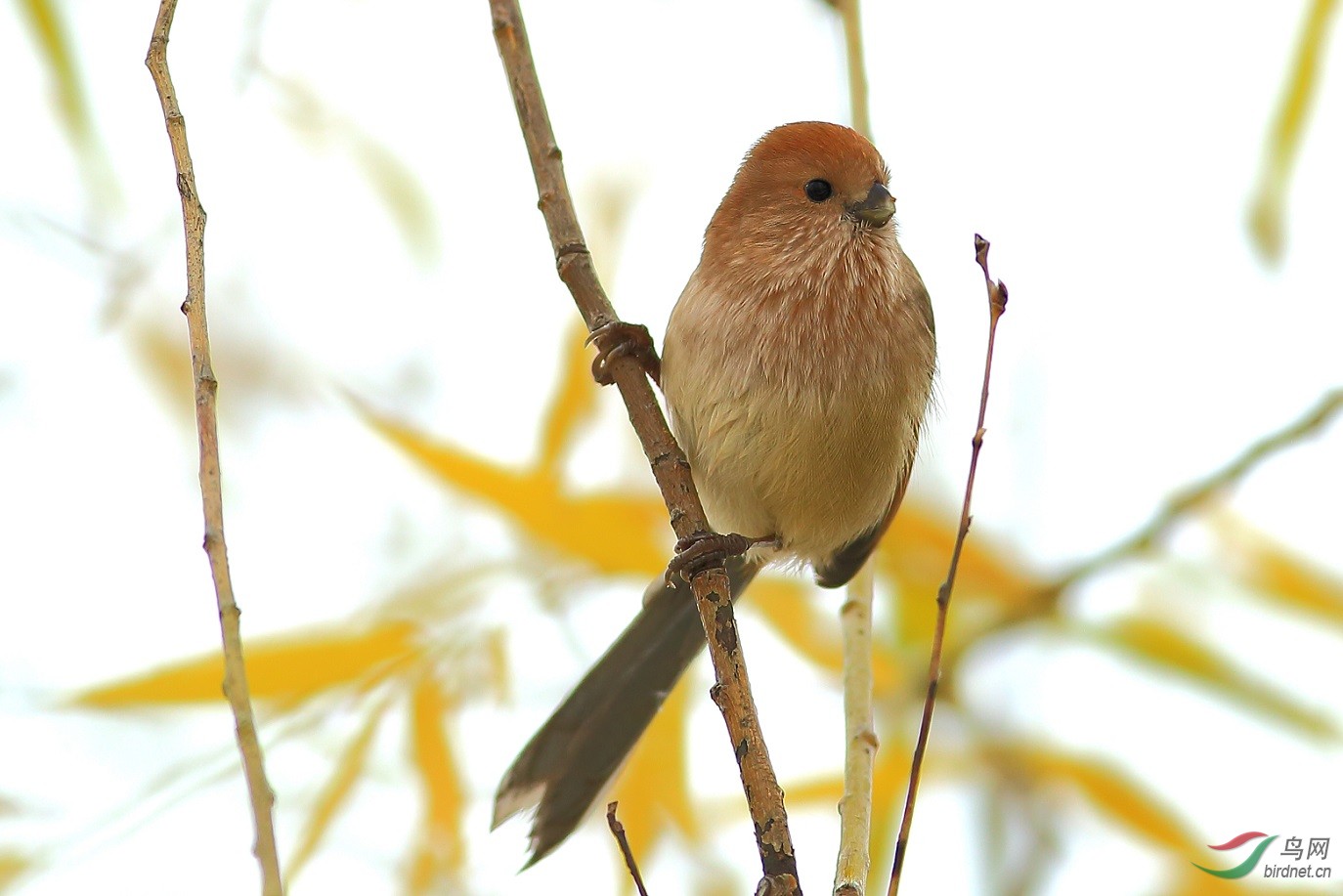 北京的常见鸟------棕头鸦雀