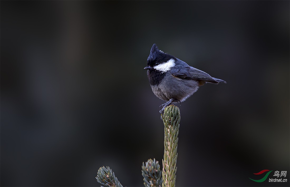 黑冠山雀黑冠山雀图3获首页精华图片