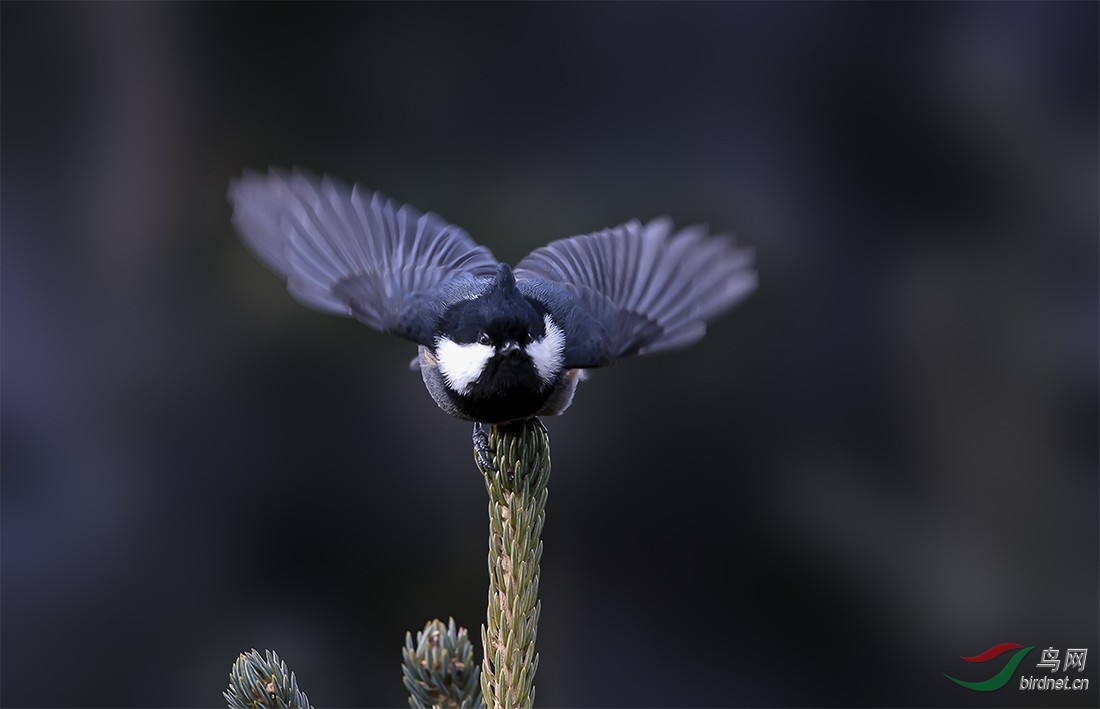 黑冠山雀黑冠山雀图3获首页精华图片
