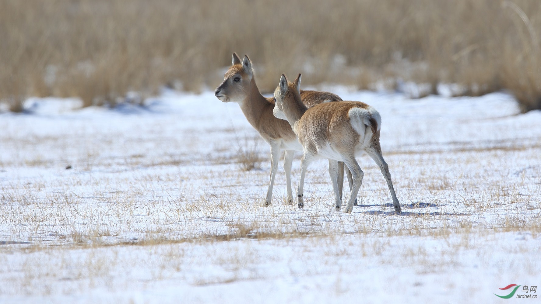 (普氏原羚)雪域高原"普氏原羚(贺图三获首页精华)