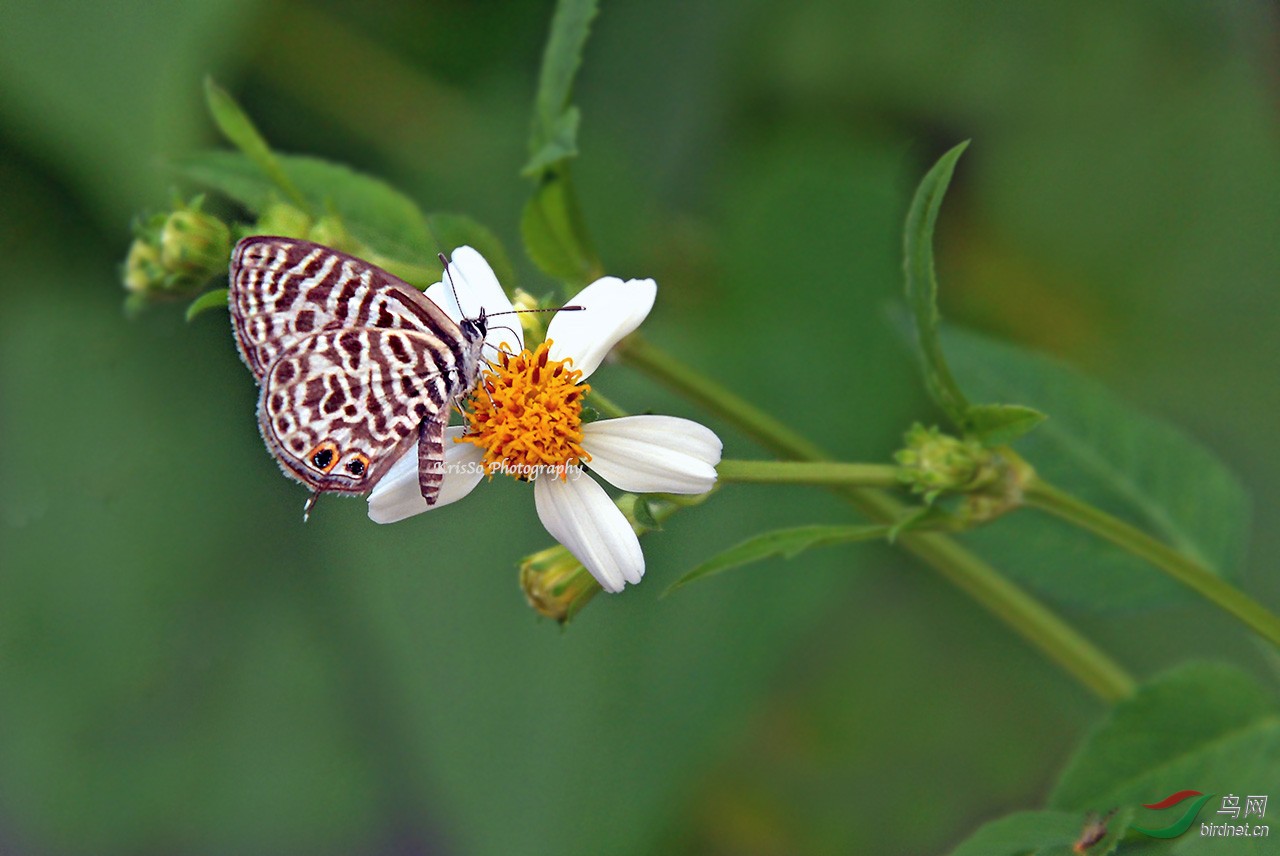 细灰蝶leptotesplinius贺图一荣获首页精华