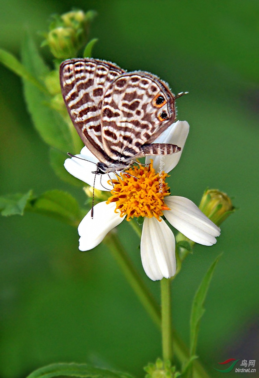 细灰蝶leptotesplinius贺图一荣获首页精华