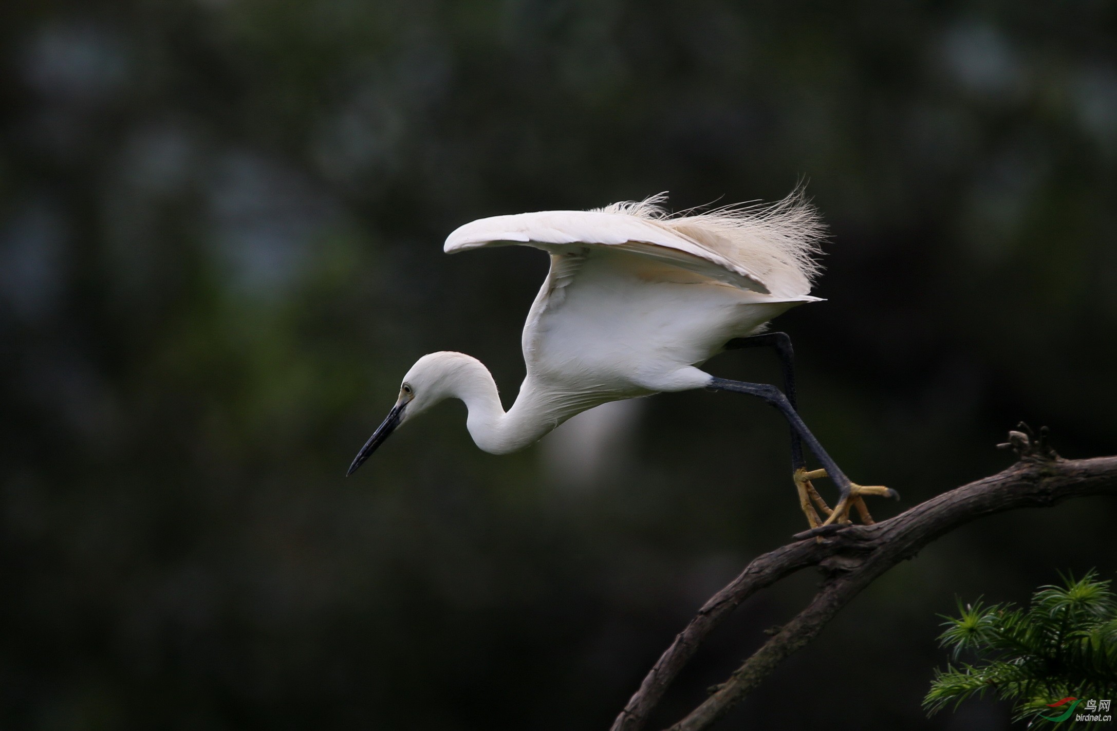 20150613福鼎小白鹭2s.jpg