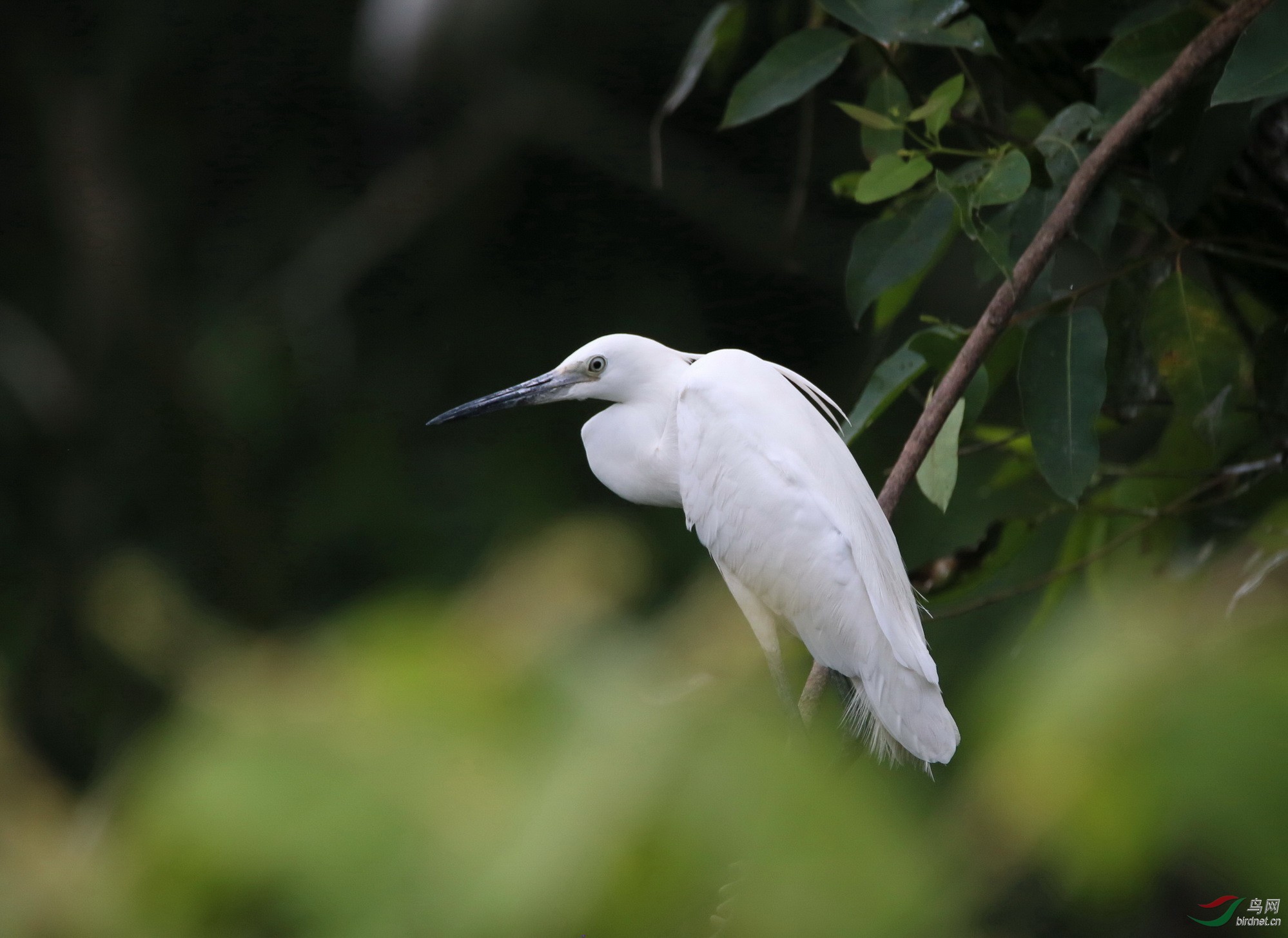 20150613福鼎小白鹭5s.jpg