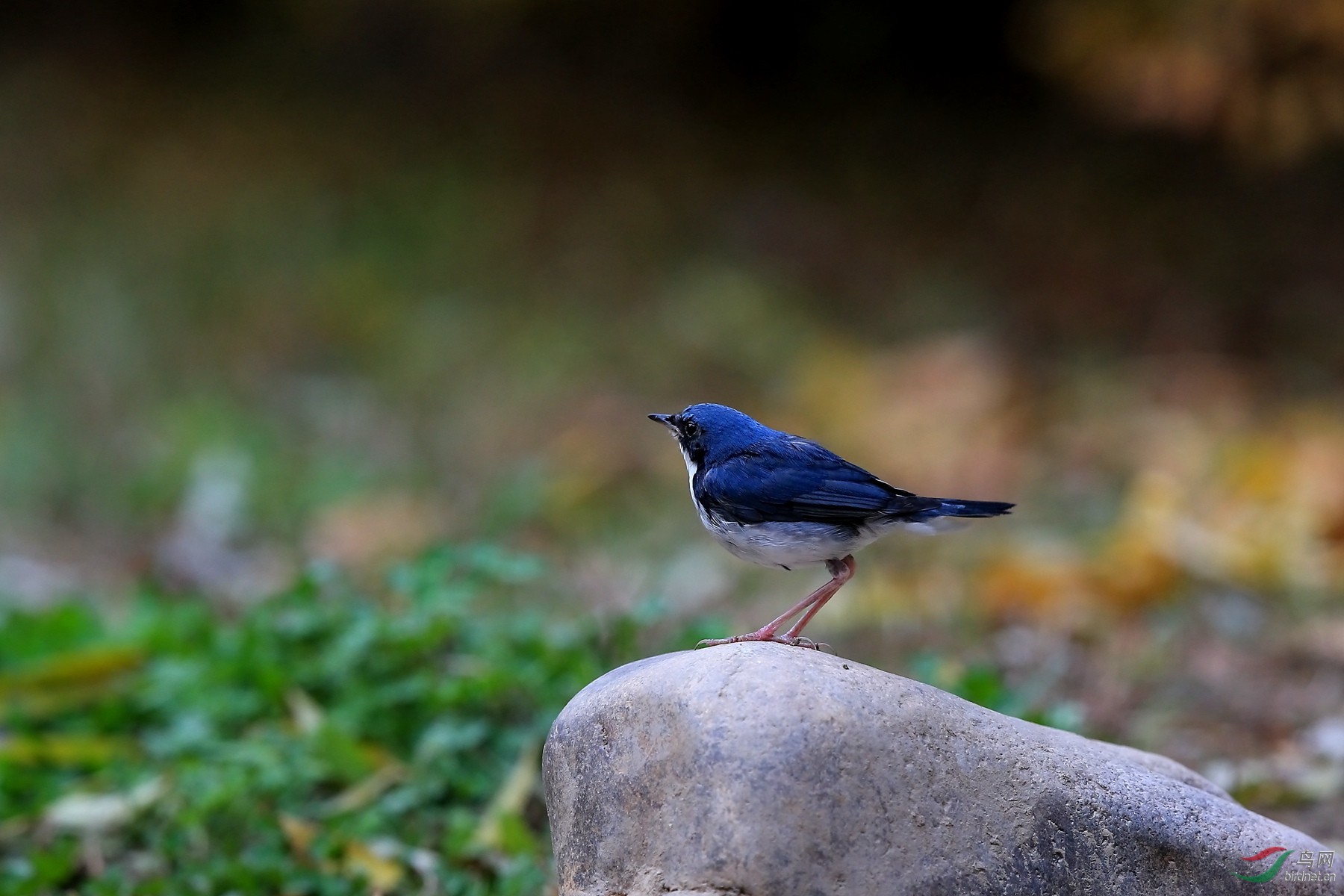 毕恭毕敬的蓝歌鸲