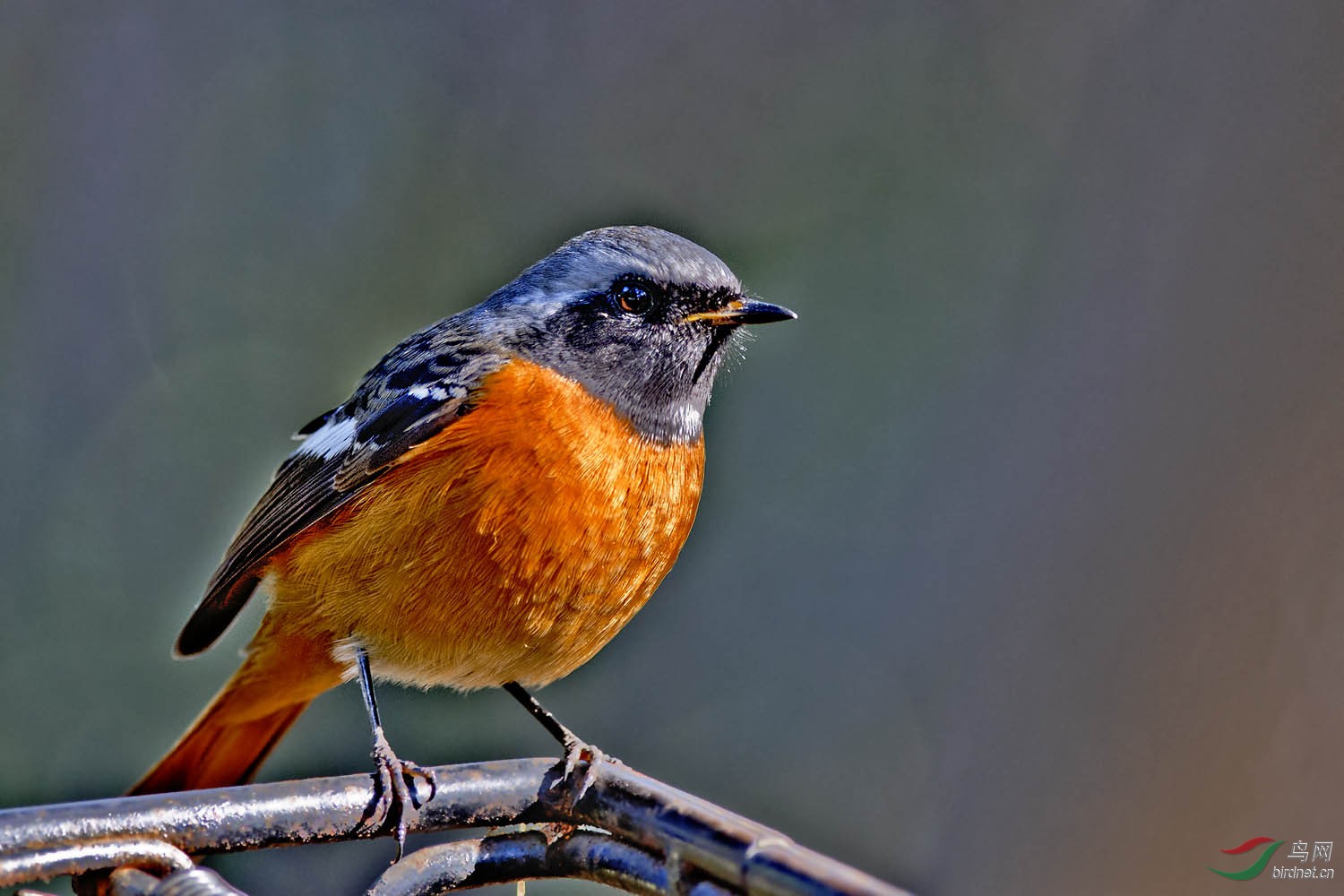 金灿灿的北红尾鸲