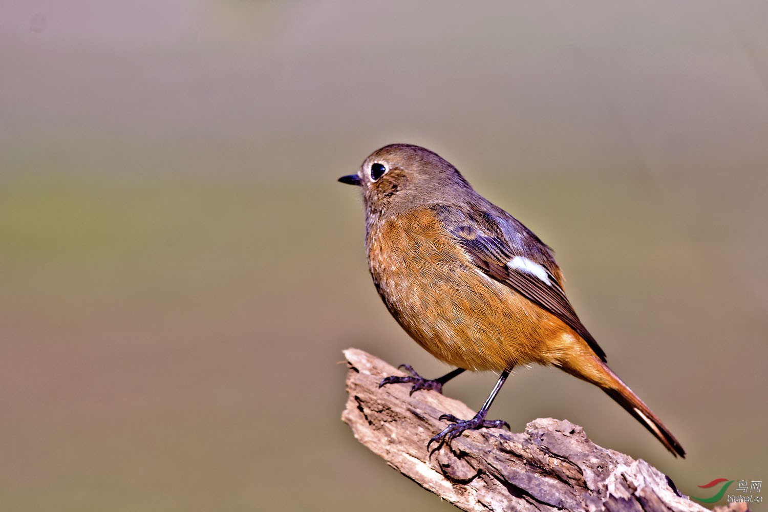 金灿灿的北红尾鸲