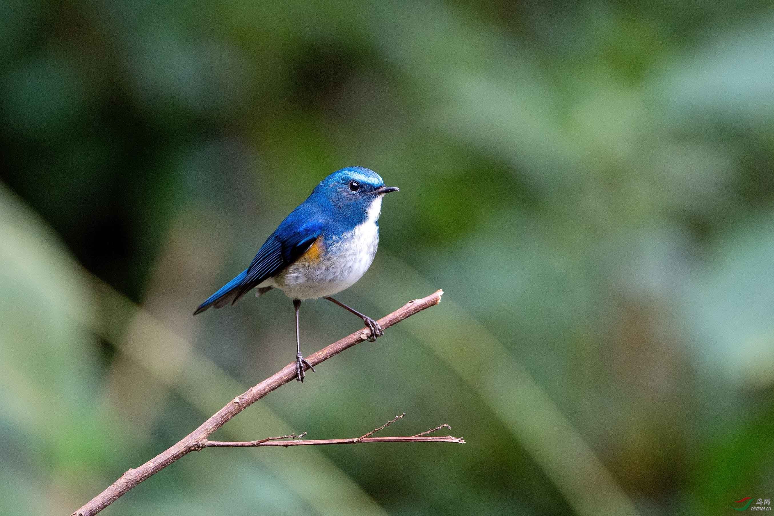 百花岭之白眉林鸲