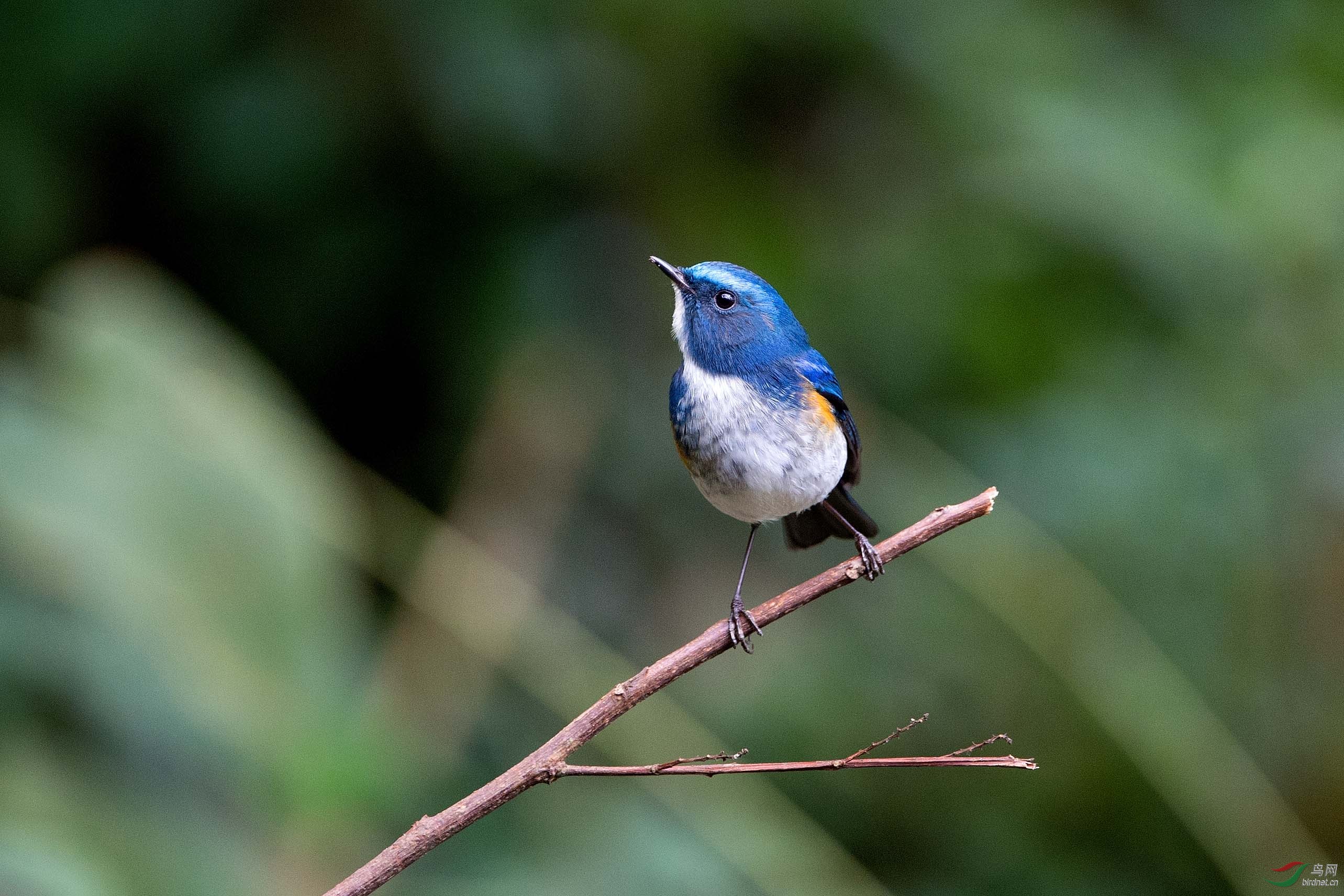 百花岭之白眉林鸲
