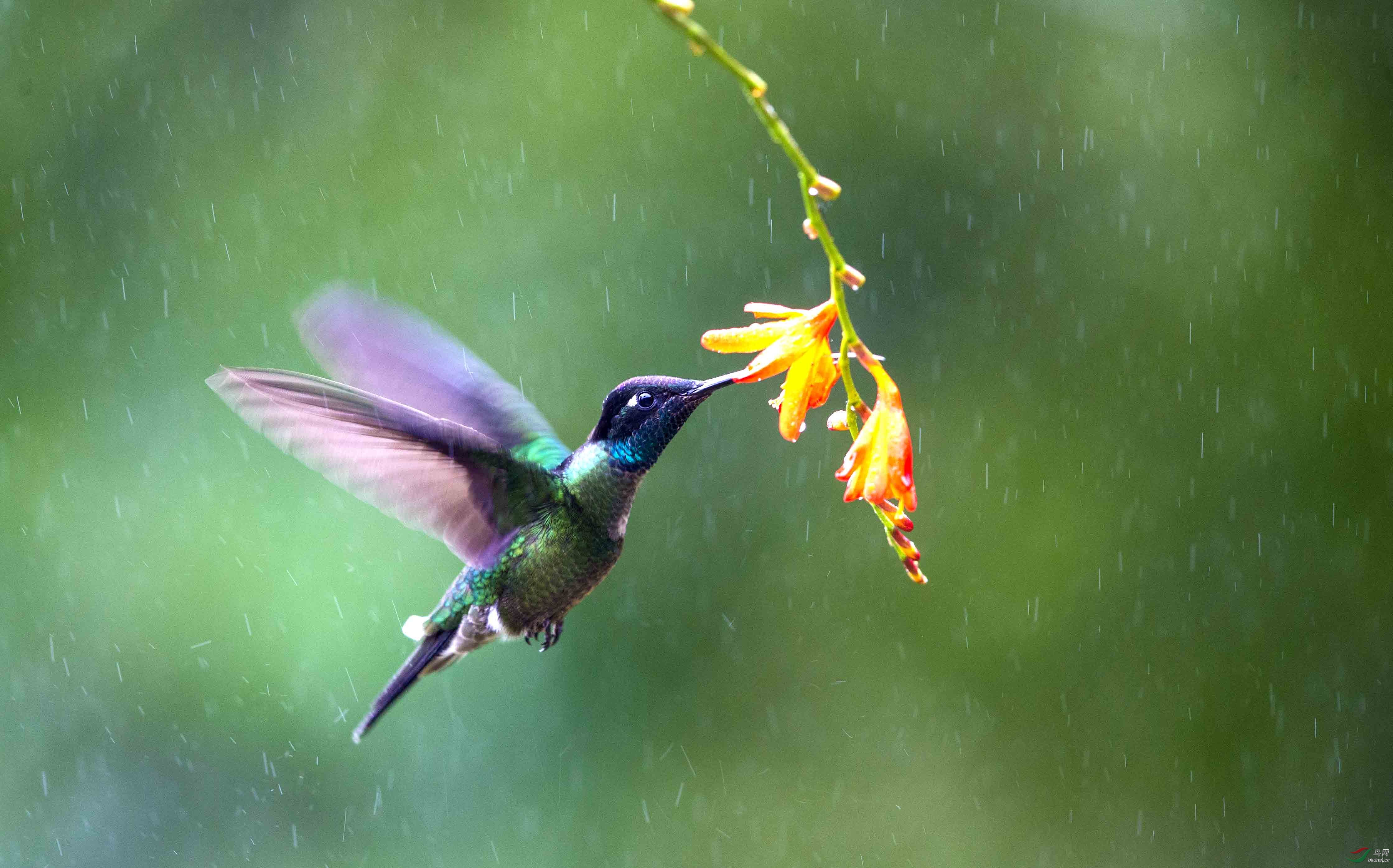 雨中蜂鸟
