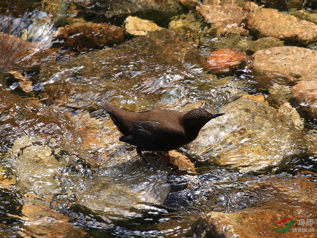 溪边鸟